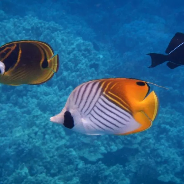 a fish swimming under water