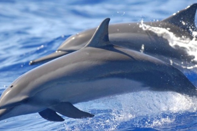 a dolphin jumping out of the water