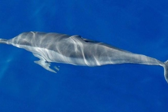 a bird swimming in blue water