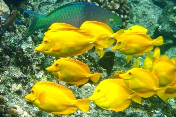 a bird swimming in water