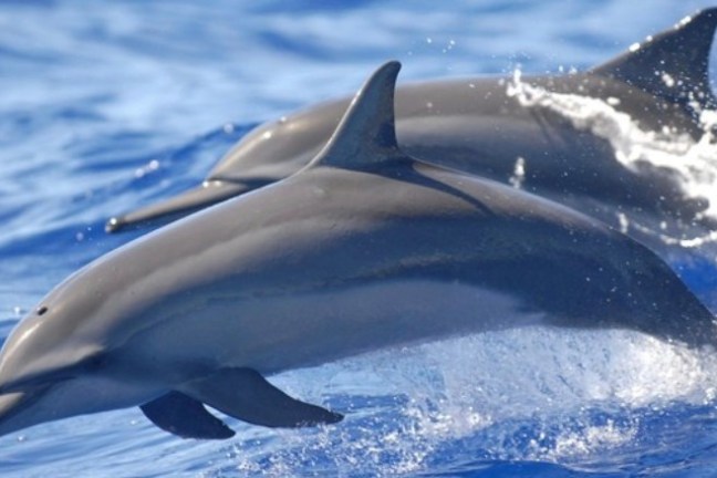 a dolphin jumping out of the water