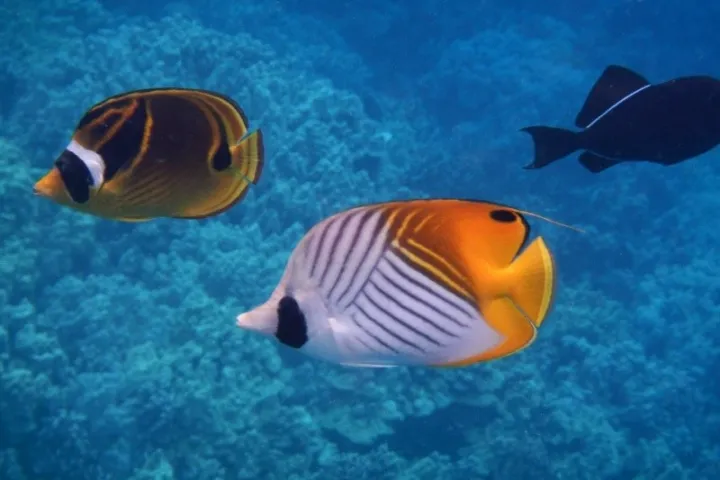 a fish swimming under water