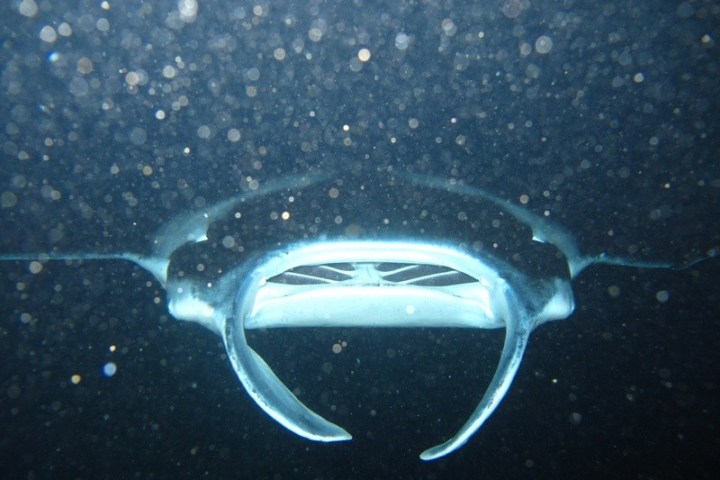 a close up of a fish